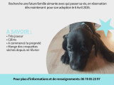 Chiots Braque croisés Pinscher à vendre
