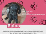 Chiots Braque croisés Pinscher à vendre