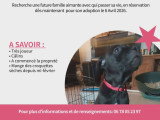 Chiots Braque croisés Pinscher à vendre