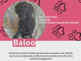 Chiots Braque croisés Pinscher à vendre
