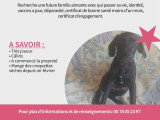 Chiots Braque croisés Pinscher à vendre