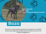Chiots Braque croisés Pinscher à vendre