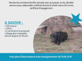 Chiots Braque croisés Pinscher à vendre