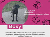 Chiots Braque croisés Pinscher à vendre