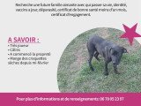 Chiots Braque croisés Pinscher à vendre