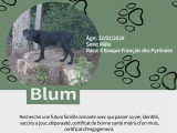 Chiots Braque croisés Pinscher à vendre