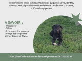 Chiots Braque croisés Pinscher à vendre