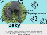 Chiots Braque croisés Pinscher à vendre