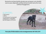 Chiots Braque croisés Pinscher à vendre