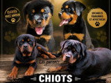 Chiots Rottweiler LOF à vendre