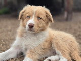 4 chiots Border Collie LOF roux merle nés en mars 2026 à réserver