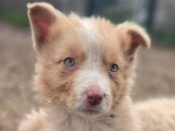 4 chiots Border Collie LOF roux merle nés en mars 2026 à réserver