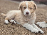 4 chiots Border Collie LOF roux merle nés en mars 2026 à réserver