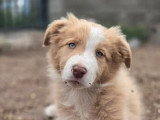 4 chiots Border Collie LOF roux merle nés en mars 2026 à réserver