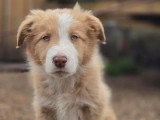 4 chiots Border Collie LOF roux merle nés en mars 2026 à réserver