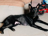 Chiots Malinois à vendre