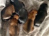 Chiots Malinois à vendre