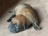 Chiots Malinois à vendre