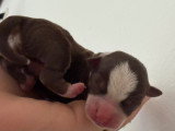 Chiots Chihuahua à réserver