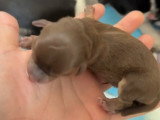 Chiots Chihuahua à réserver