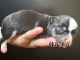 Chiots Chihuahua à réserver