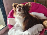 Mâle Chihuahua disponible pour saillie