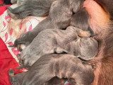 6 chiots Teckels bleus et noir et feu à réserver non LOF