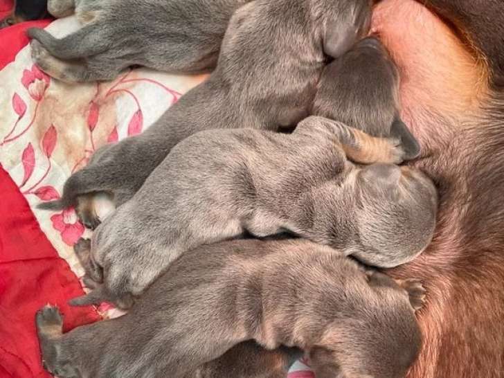 6 chiots Teckels bleus et noir et feu à réserver non LOF