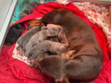 6 chiots Teckels bleus et noir et feu à réserver non LOF