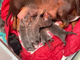 6 chiots Teckels bleus et noir et feu à réserver non LOF