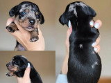 5 chiots Teckel Nain à Poil Ras mâles non LOF à réserver