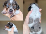 5 chiots Teckel Nain à Poil Ras mâles non LOF à réserver