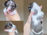 5 chiots Teckel Nain à Poil Ras mâles non LOF à réserver