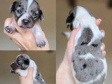 5 chiots Teckel Nain à Poil Ras mâles non LOF à réserver