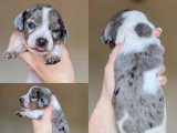 5 chiots Teckel Nain à Poil Ras mâles non LOF à réserver