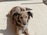 Chienne croisée de 7 ans à donner