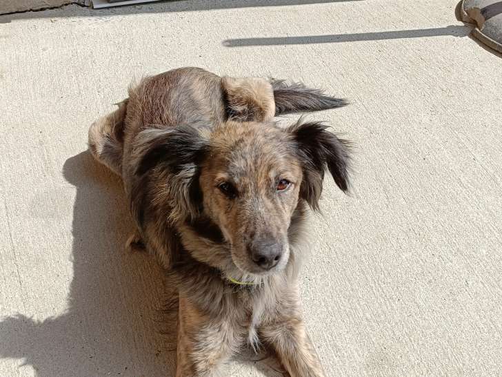 Chienne croisée de 7 ans à donner