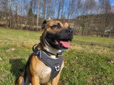 Mâle Staffie LOF disponible pour saillie