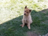 Chiots Spitz Finlandais LOF à vendre