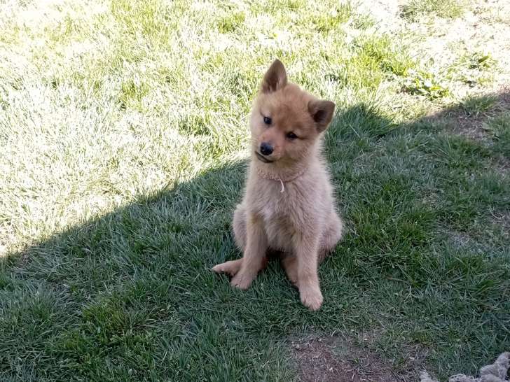 Chiots Spitz Finlandais LOF à vendre