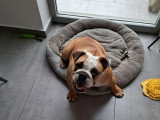 Femelle Bouledogue Anglais de 11 mois à vendre