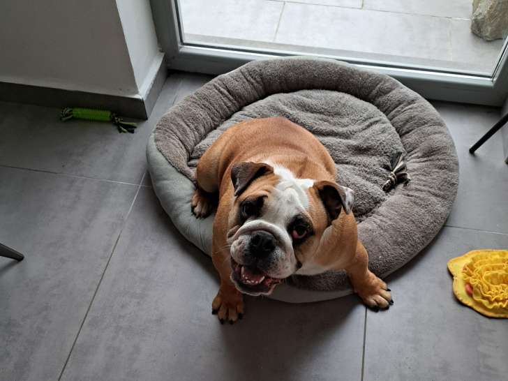 Femelle Bouledogue Anglais de 11 mois à vendre