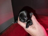 Deux chiots Chihuahua LOF mâles nés en avril 2026 à réserver