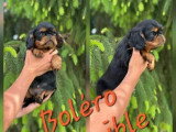 2 chiots mâles Épagneul King Charles non LOF disponibles à la vente