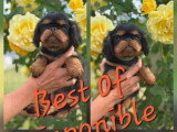 2 chiots mâles Épagneul King Charles non LOF disponibles à la vente
