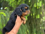2 chiots mâles Épagneul King Charles non LOF disponibles à la vente