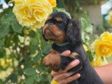 2 chiots mâles Épagneul King Charles non LOF disponibles à la vente