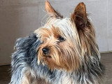 2 chiots mâles Yorkshire Terrier nés en avril 2026 non LOF à réserver