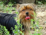 2 chiots mâles Yorkshire Terrier nés en avril 2026 non LOF à réserver