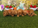 5 chiots Cocker Spaniel Anglais LOF nés en mai 2026 à réserver